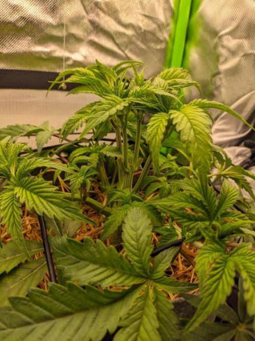 Radical Juice by Ripper Seeds. Week 5