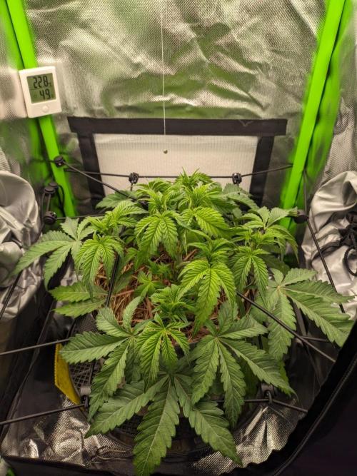 Radical Juice by Ripper Seeds. Week 5