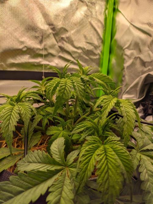 Radical Juice by Ripper Seeds. Week 5