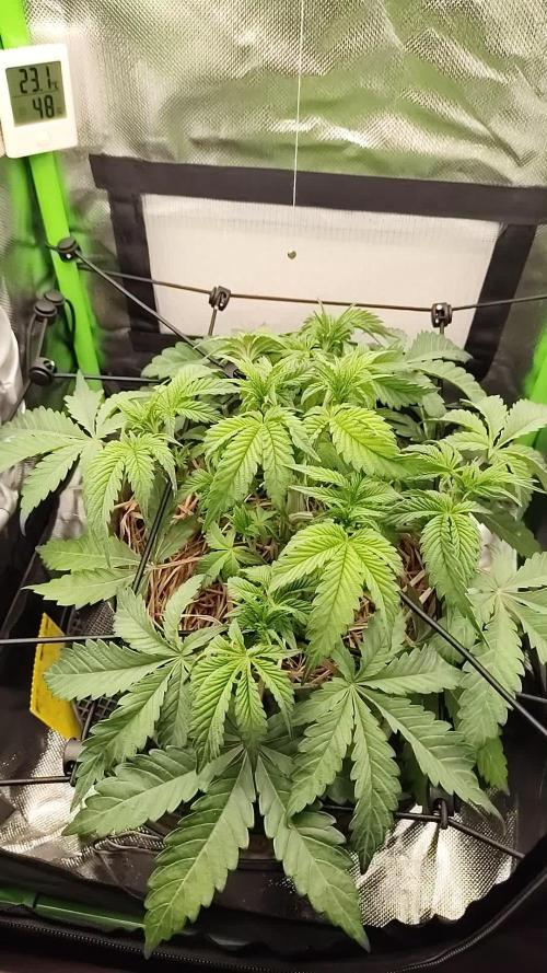 Radical Juice by Ripper Seeds