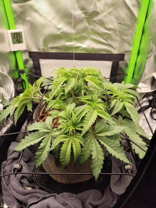 Radical Juice by Ripper Seeds. Week 6