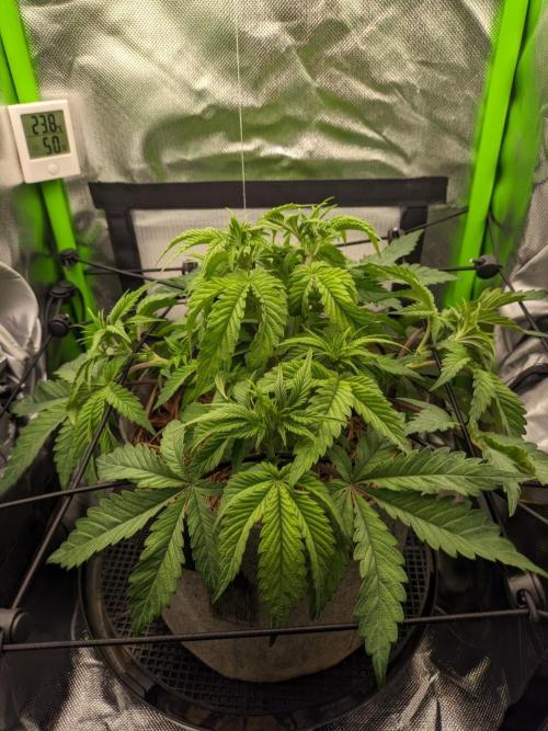 Radical Juice by Ripper Seeds. Week 6