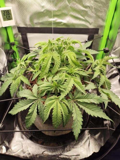 Radical Juice by Ripper Seeds. Week 6
