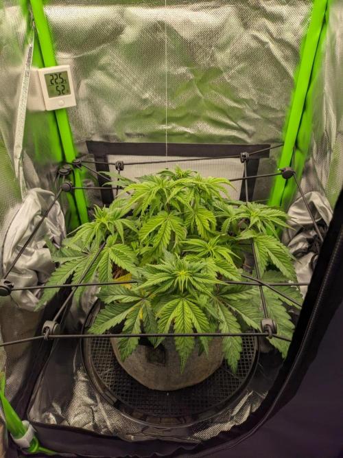 Radical Juice by Ripper Seeds. Week 6