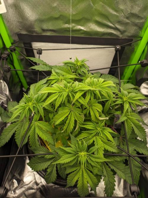 Radical Juice by Ripper Seeds. Week 6