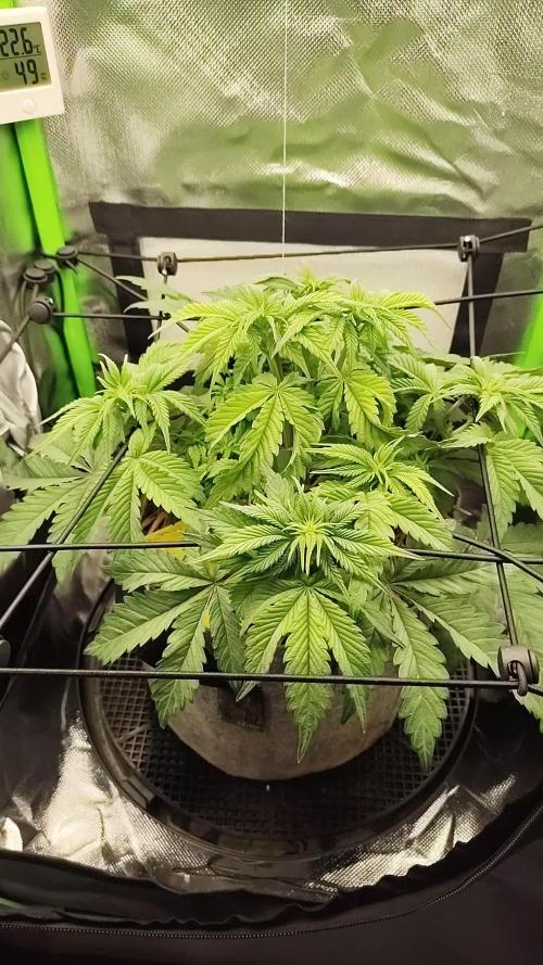 Radical Juice by Ripper Seeds