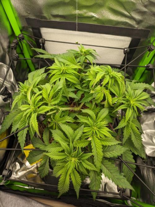 Radical Juice by Ripper Seeds. Week 7