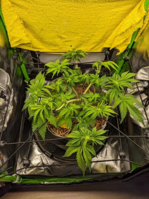 Radical Juice by Ripper Seeds. Week 7