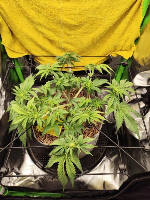 Radical Juice by Ripper Seeds. Week 7