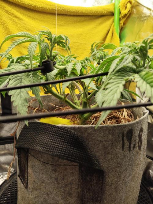 Radical Juice by Ripper Seeds. Week 7