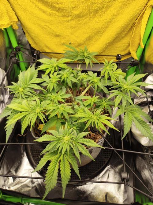 Radical Juice by Ripper Seeds. Week 7