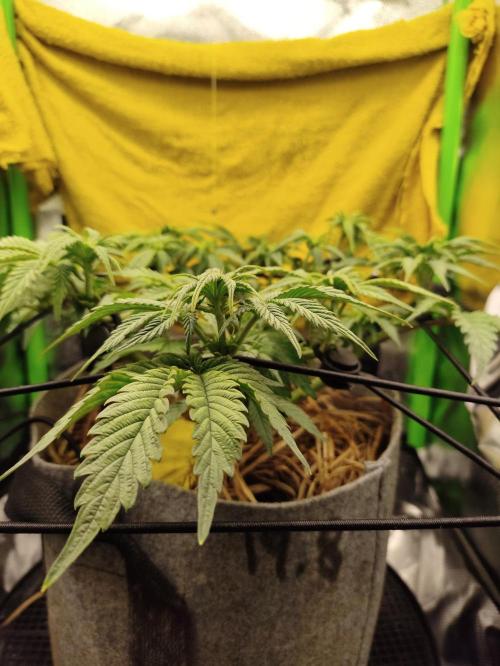 Radical Juice by Ripper Seeds. Week 7
