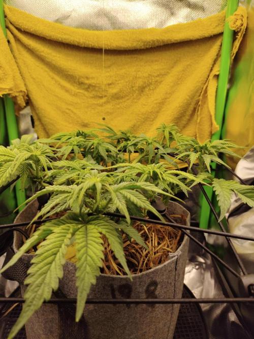 Radical Juice by Ripper Seeds. Week 7