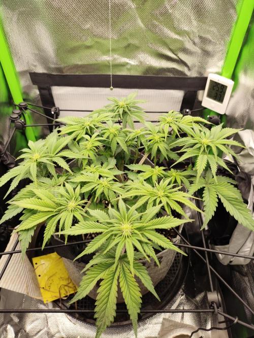 Radical Juice by Ripper Seeds. Week 7