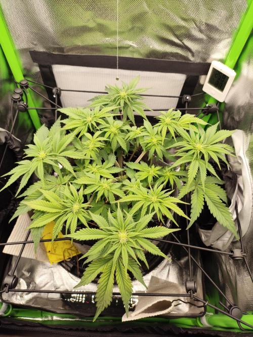 Radical Juice by Ripper Seeds. Week 7