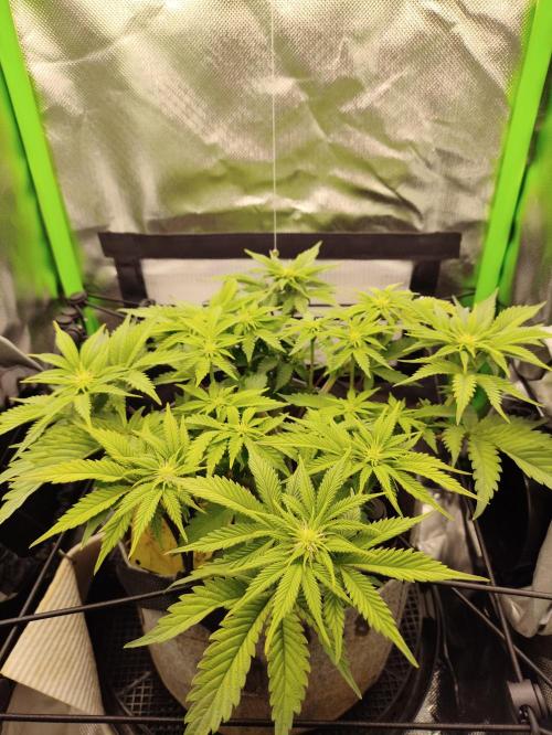 Radical Juice by Ripper Seeds. Week 7