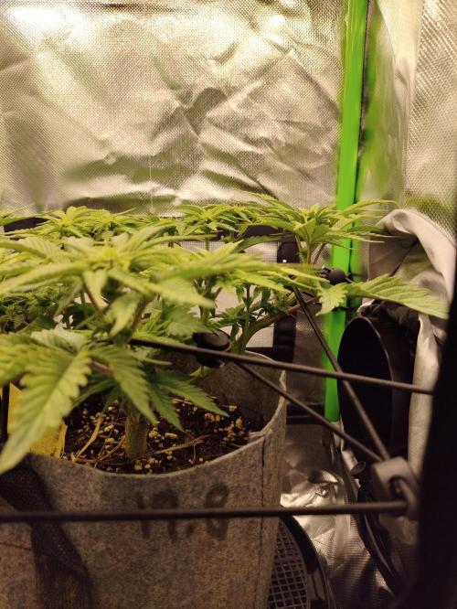 Radical Juice by Ripper Seeds. Week 7