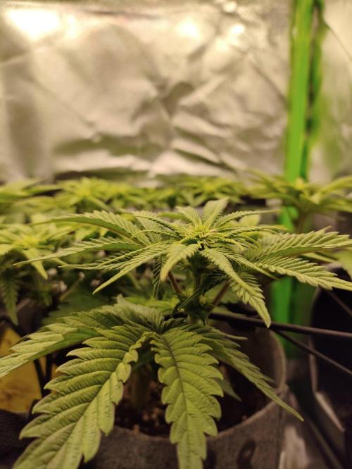 Radical Juice by Ripper Seeds. Week 7