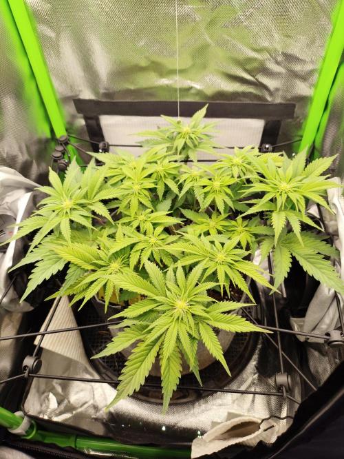 Radical Juice by Ripper Seeds. Week 7