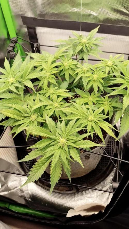 Radical Juice by Ripper Seeds