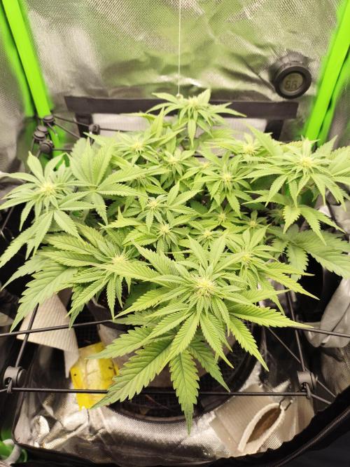 Radical Juice by Ripper Seeds. Week 8