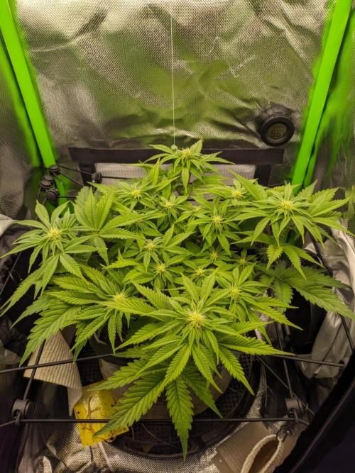Radical Juice by Ripper Seeds. Week 8