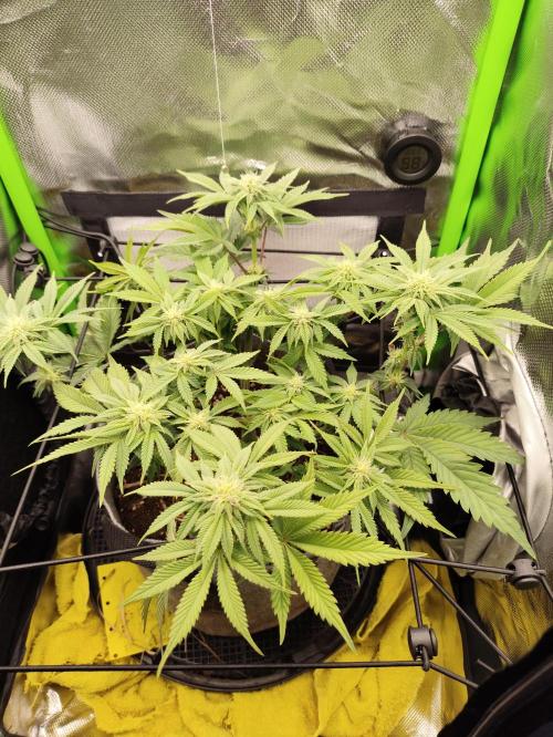 Radical Juice by Ripper Seeds. Week 8
