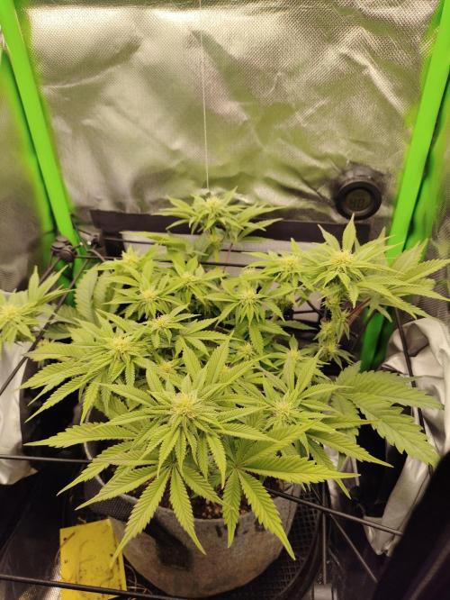 Radical Juice by Ripper Seeds. Week 8