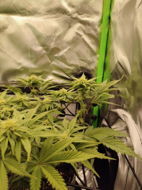 Radical Juice by Ripper Seeds. Week 8