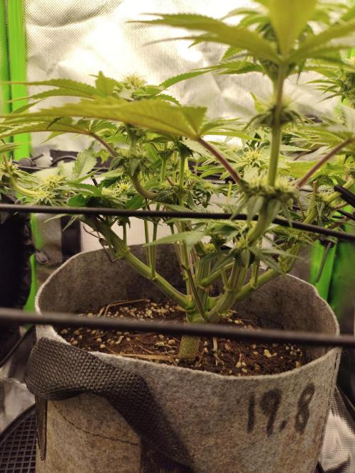 Radical Juice by Ripper Seeds. Week 8