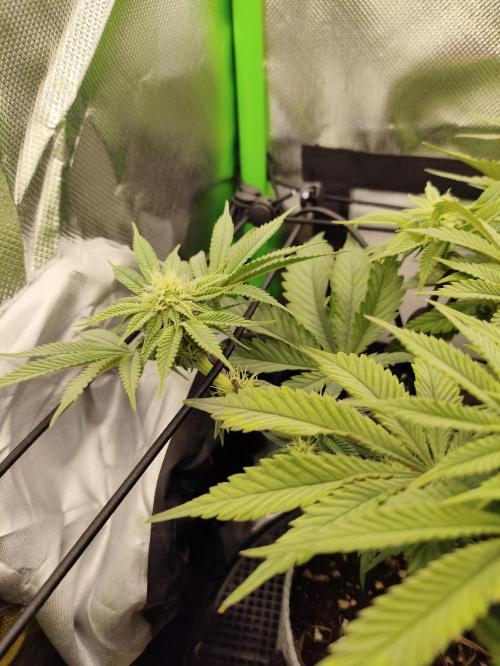 Radical Juice by Ripper Seeds. Week 8