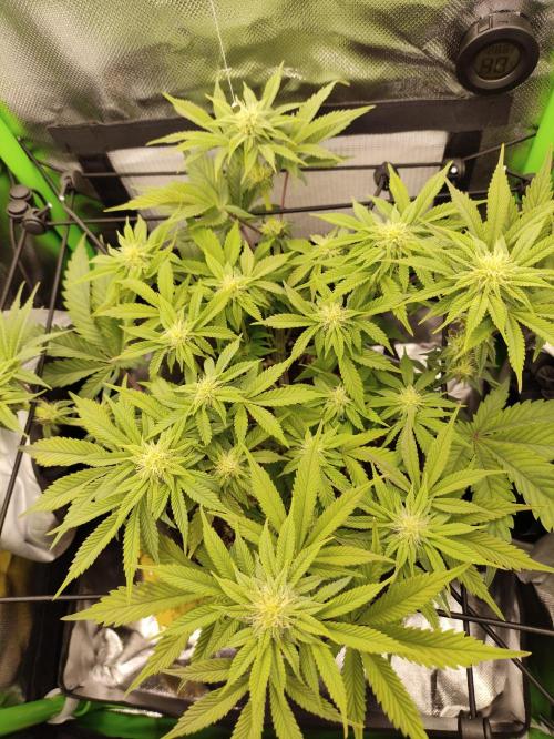 Radical Juice by Ripper Seeds. Week 8