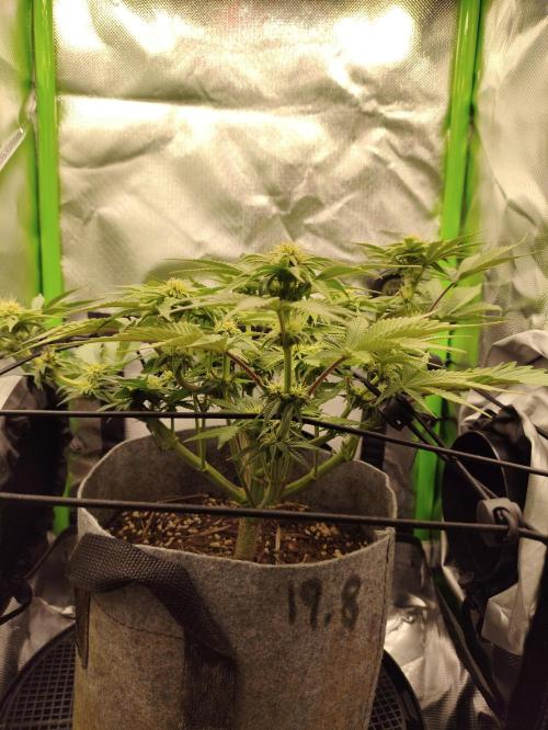 Radical Juice by Ripper Seeds. Week 8