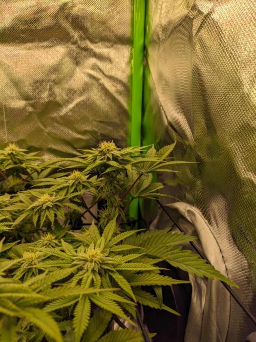 Radical Juice by Ripper Seeds. Week 9