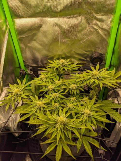 Radical Juice by Ripper Seeds. Week 9
