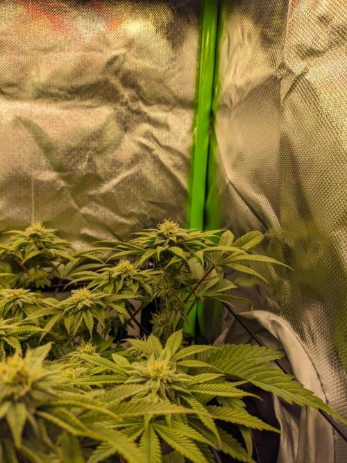 Radical Juice by Ripper Seeds. Week 9