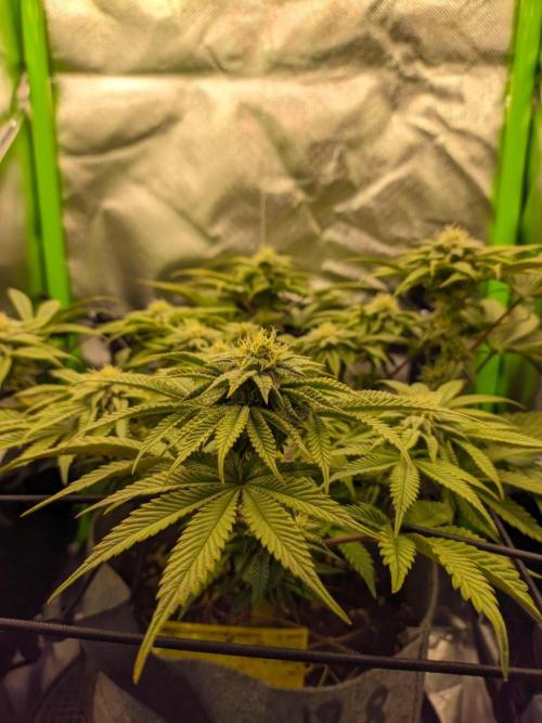 Radical Juice by Ripper Seeds. Week 9