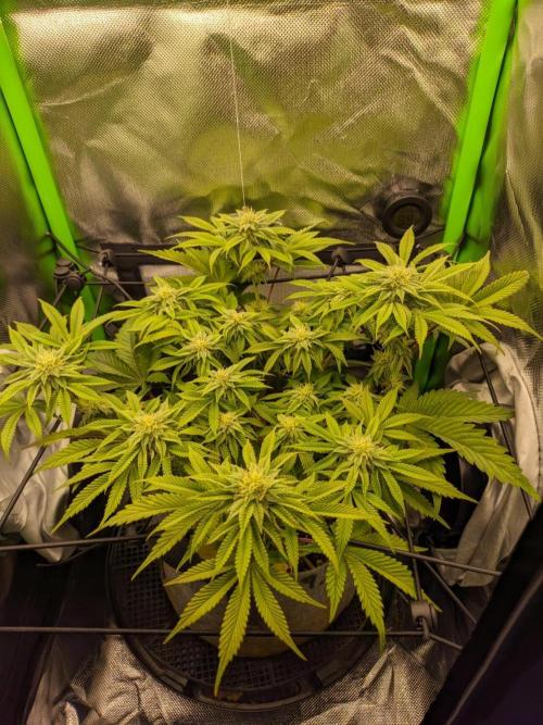 Radical Juice by Ripper Seeds. Week 9