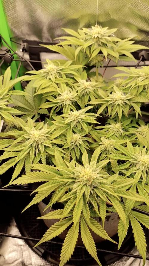 Radical Juice by Ripper Seeds