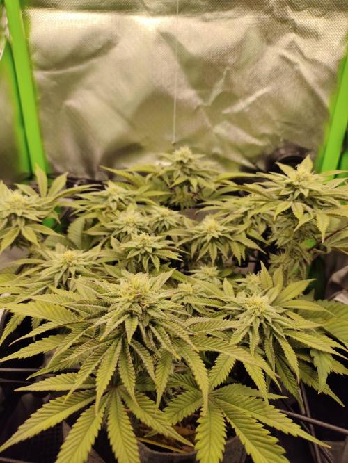 Radical Juice by Ripper Seeds. Week 10