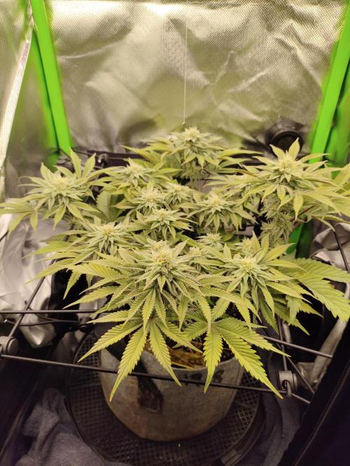 Radical Juice by Ripper Seeds. Week 10