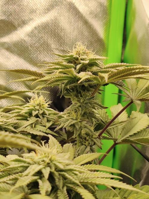 Radical Juice by Ripper Seeds. Week 10
