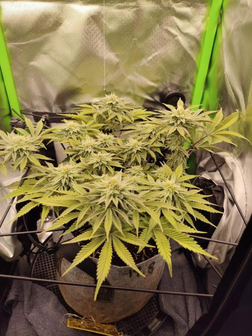 Radical Juice by Ripper Seeds. Week 10