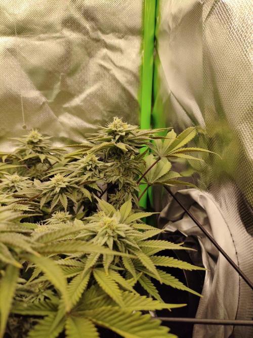 Radical Juice by Ripper Seeds. Week 10