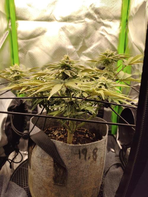 Radical Juice by Ripper Seeds. Week 10