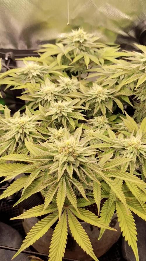 Radical Juice by Ripper Seeds
