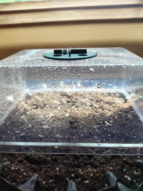 Windowsill Random Fast buds Auto. Week 1