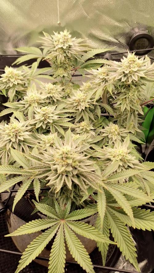 Radical Juice by Ripper Seeds