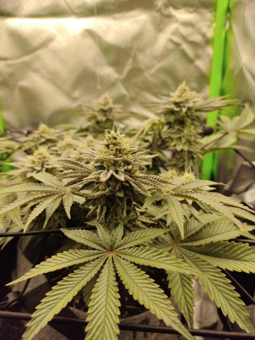 Radical Juice by Ripper Seeds. Week 11
