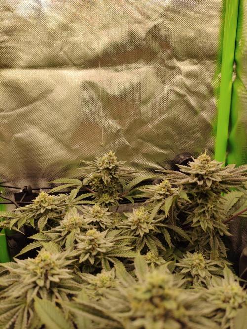 Radical Juice by Ripper Seeds. Week 11